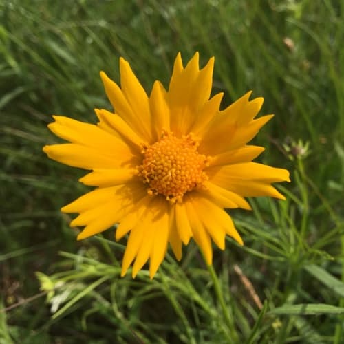 Coreopsis 'Early Sunrise'