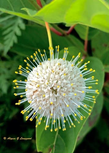 Button Bush
