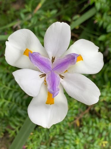 Butterfly Iris