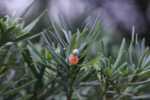 Podocarpus Yew