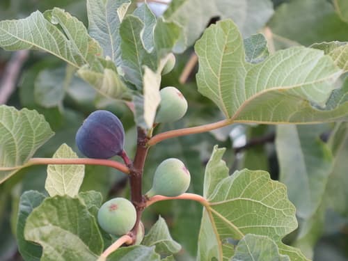 Common Fig