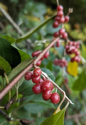 Elaeagnus