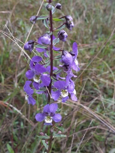 Angelonia
