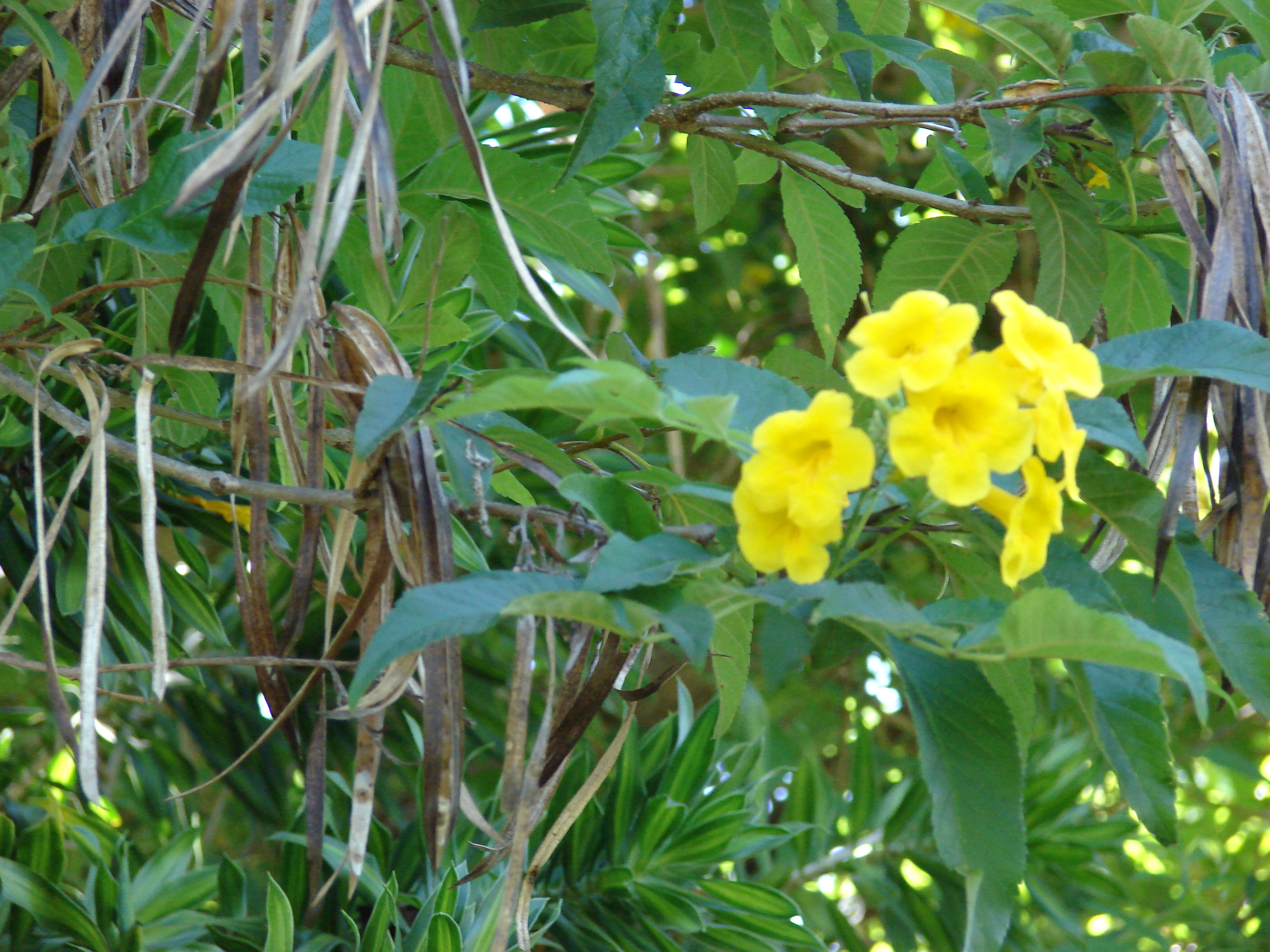 Tecoma 'Bells of Fire'