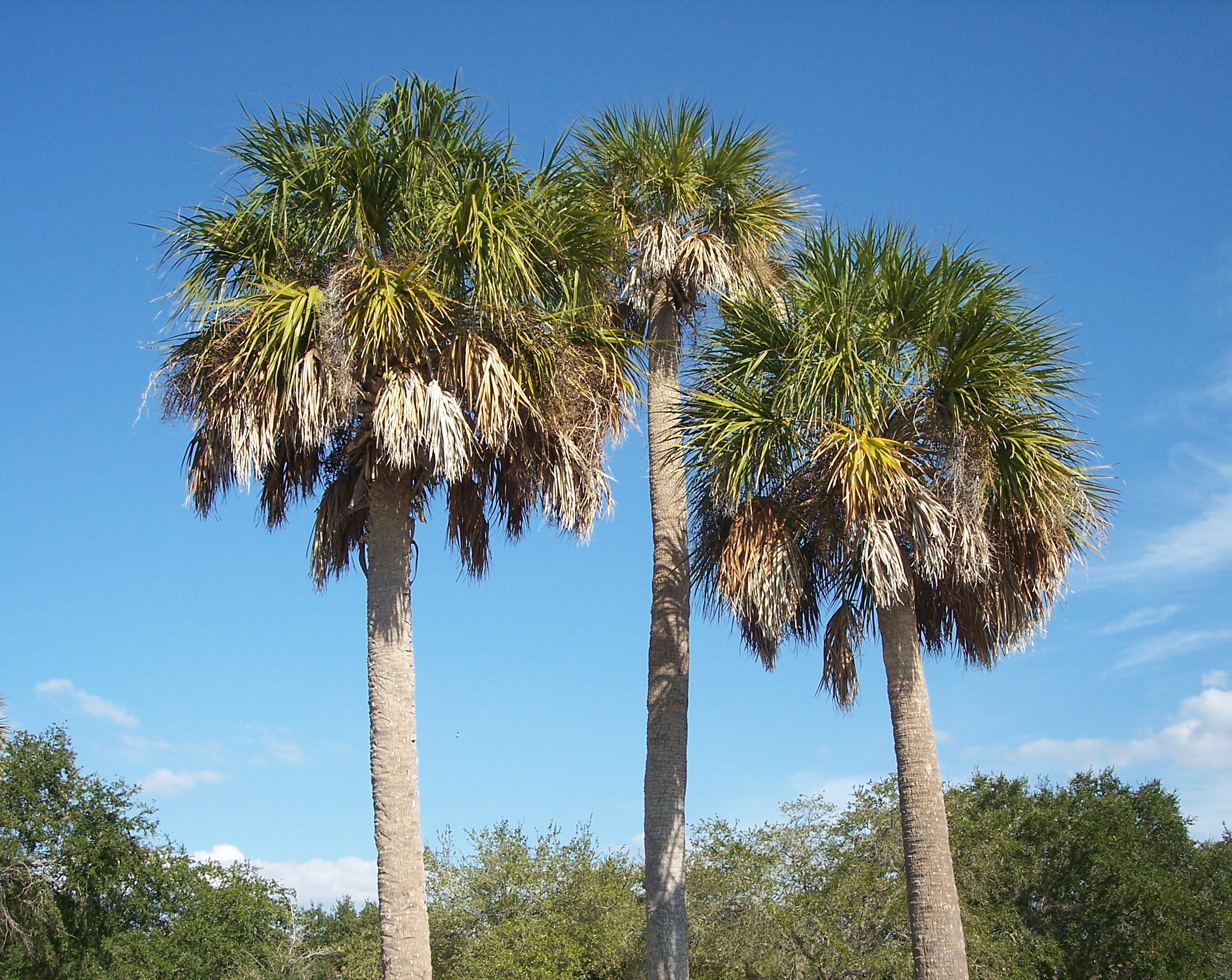 Florida Sabal Palm