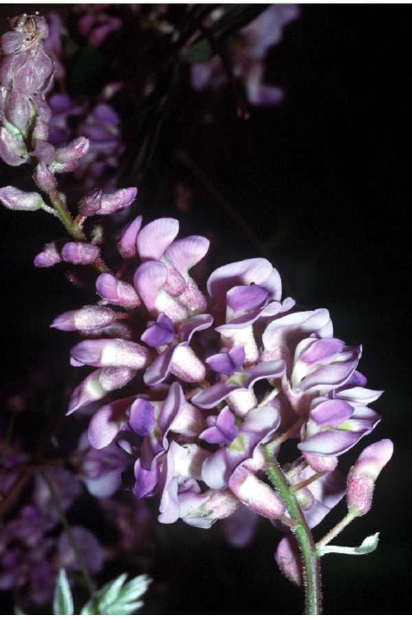 Wisteria