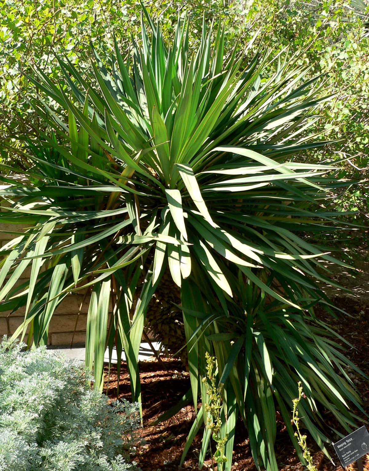 Soft Leaf Yucca