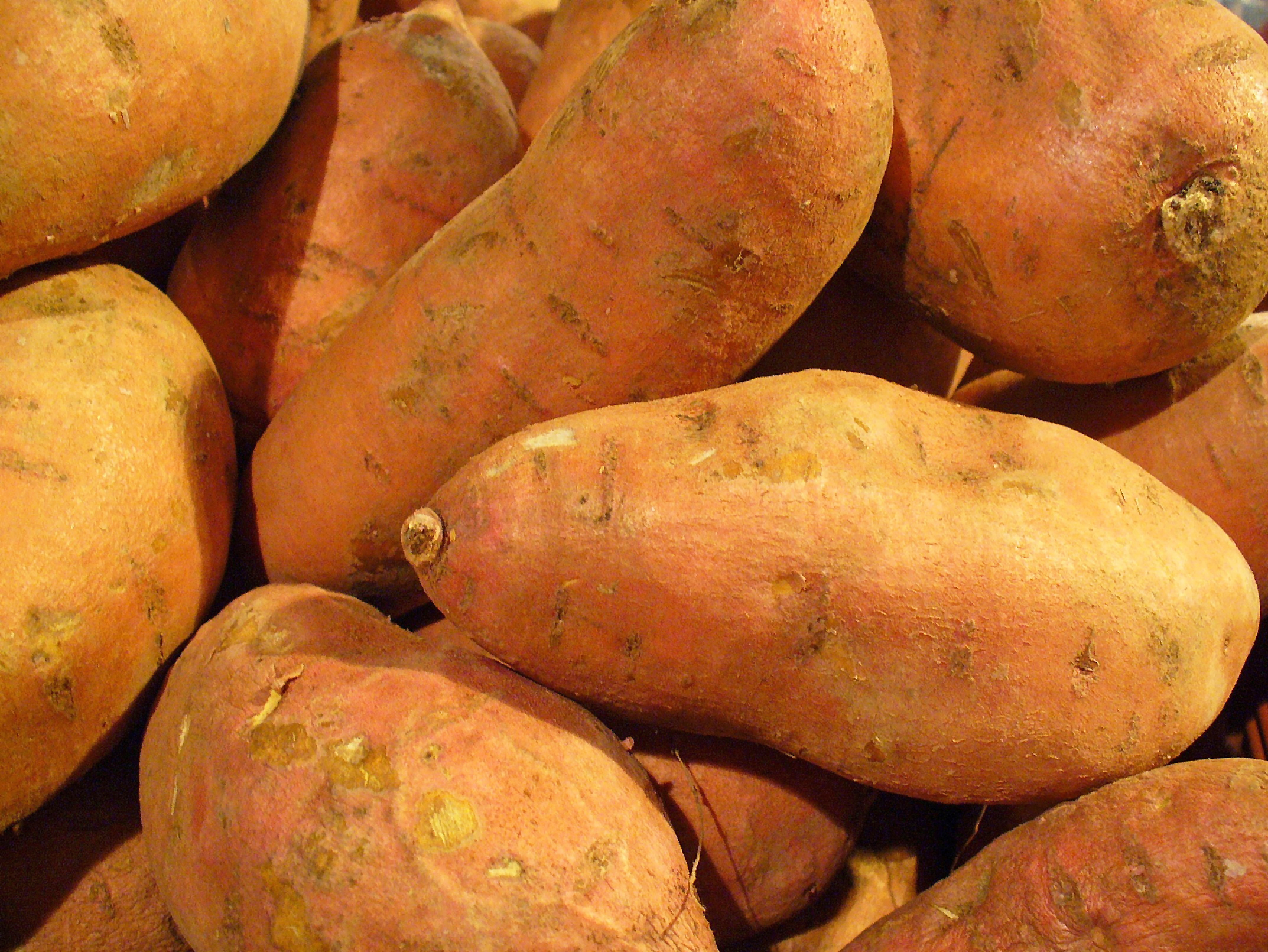 Ornamental Sweet Potato Vine
