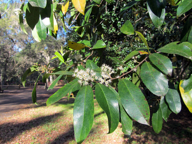 Cherry Laurel