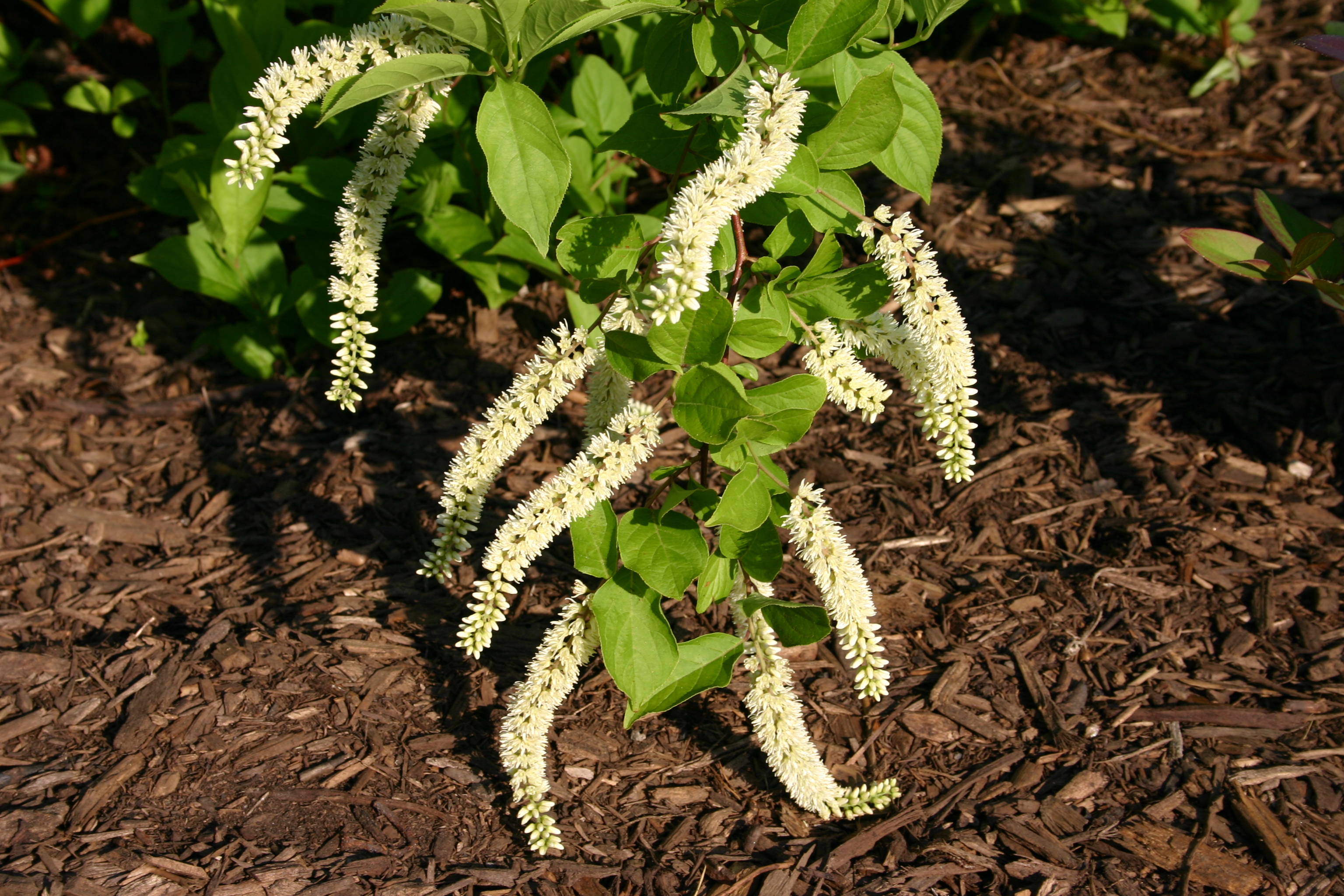 Virginia Sweetspire