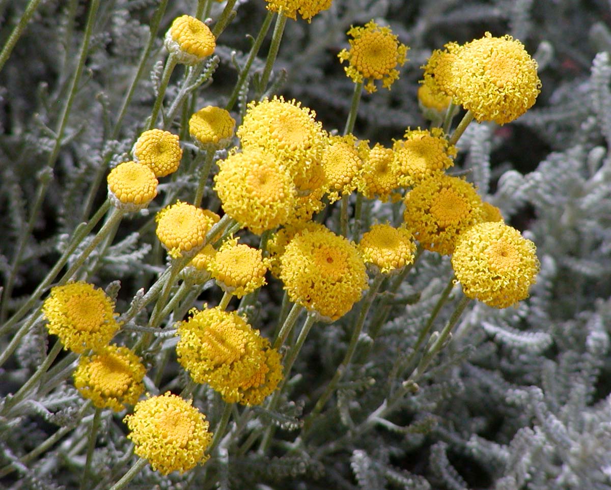 Lavender Cotton