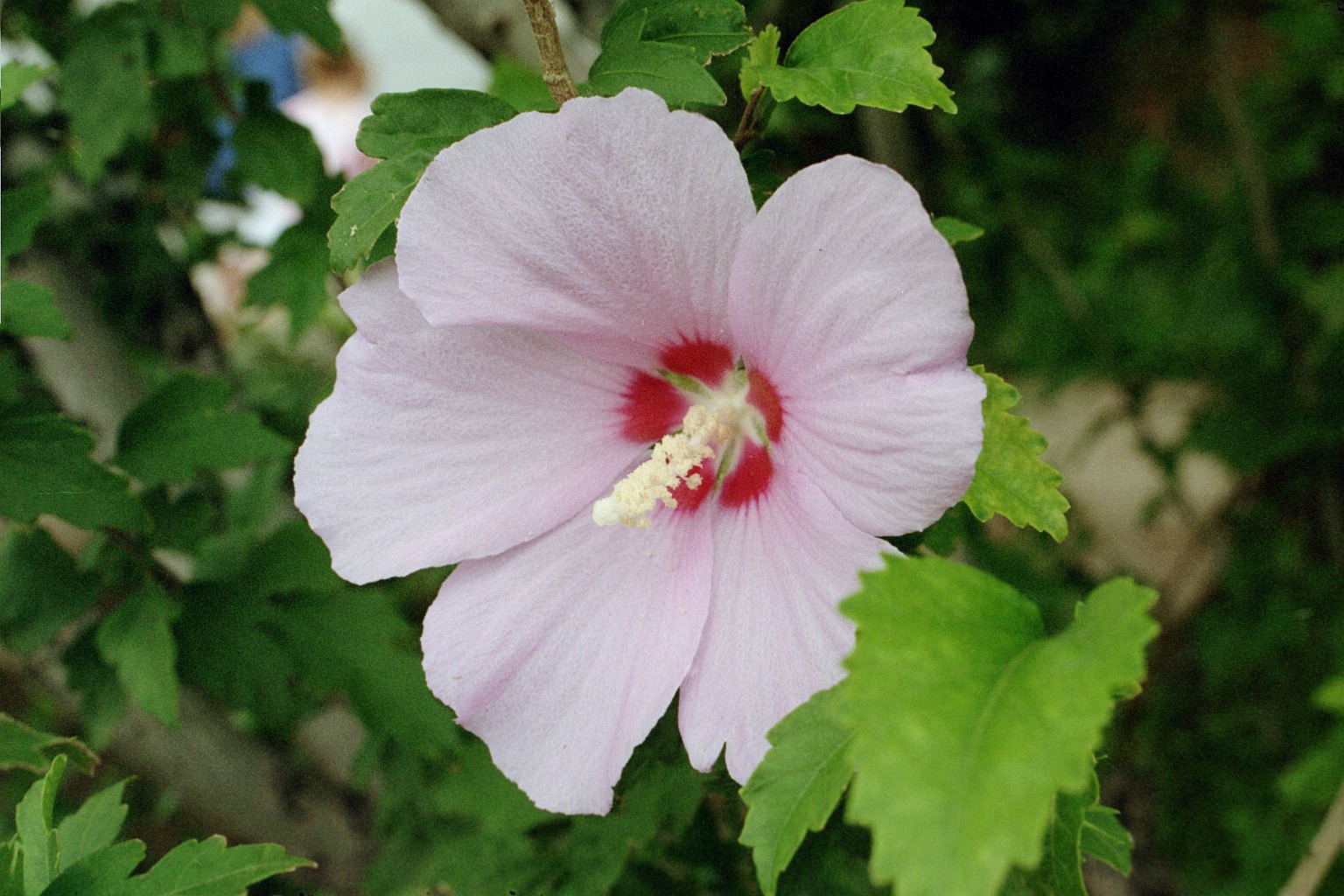 Althea