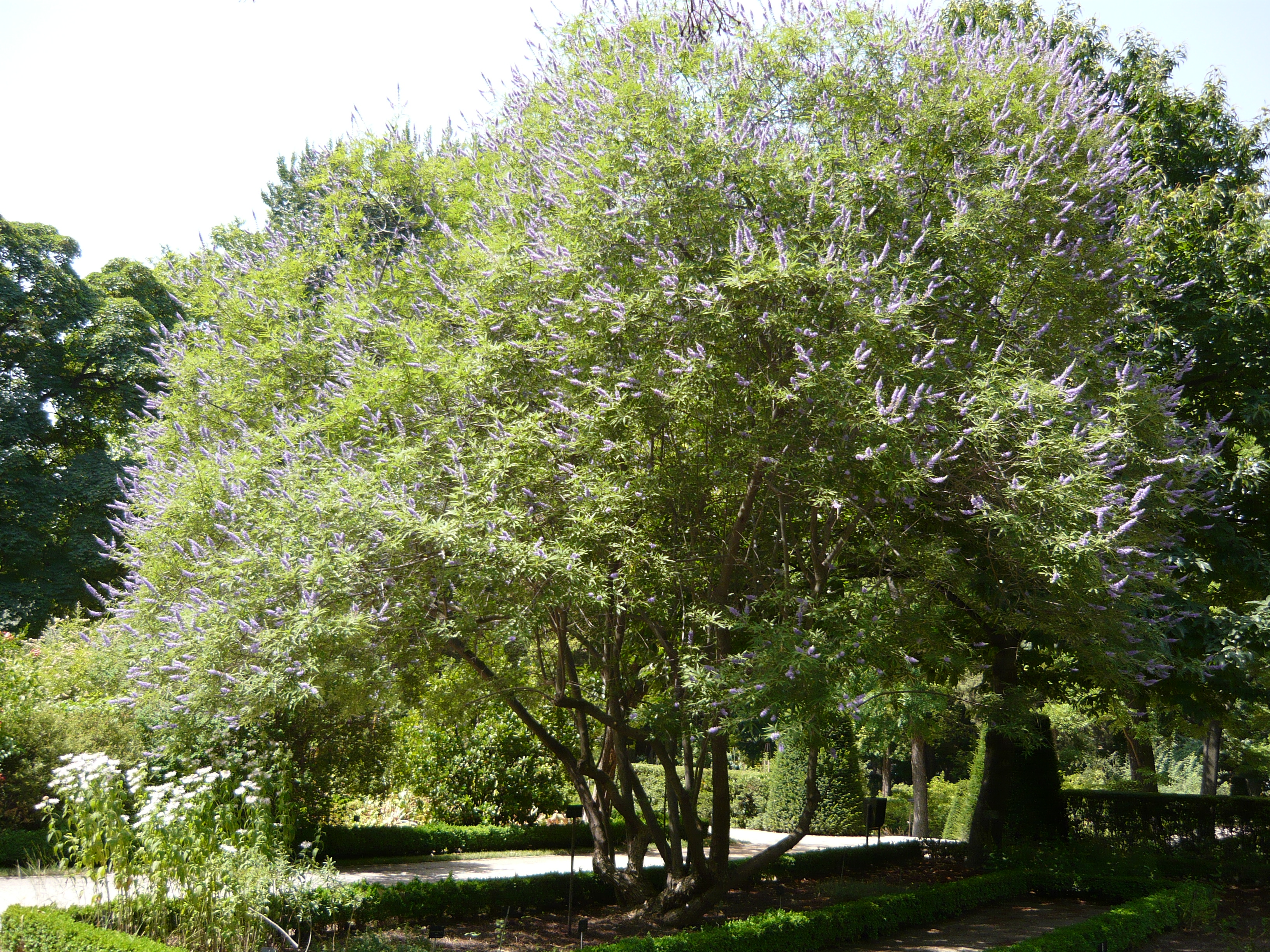 Vitex