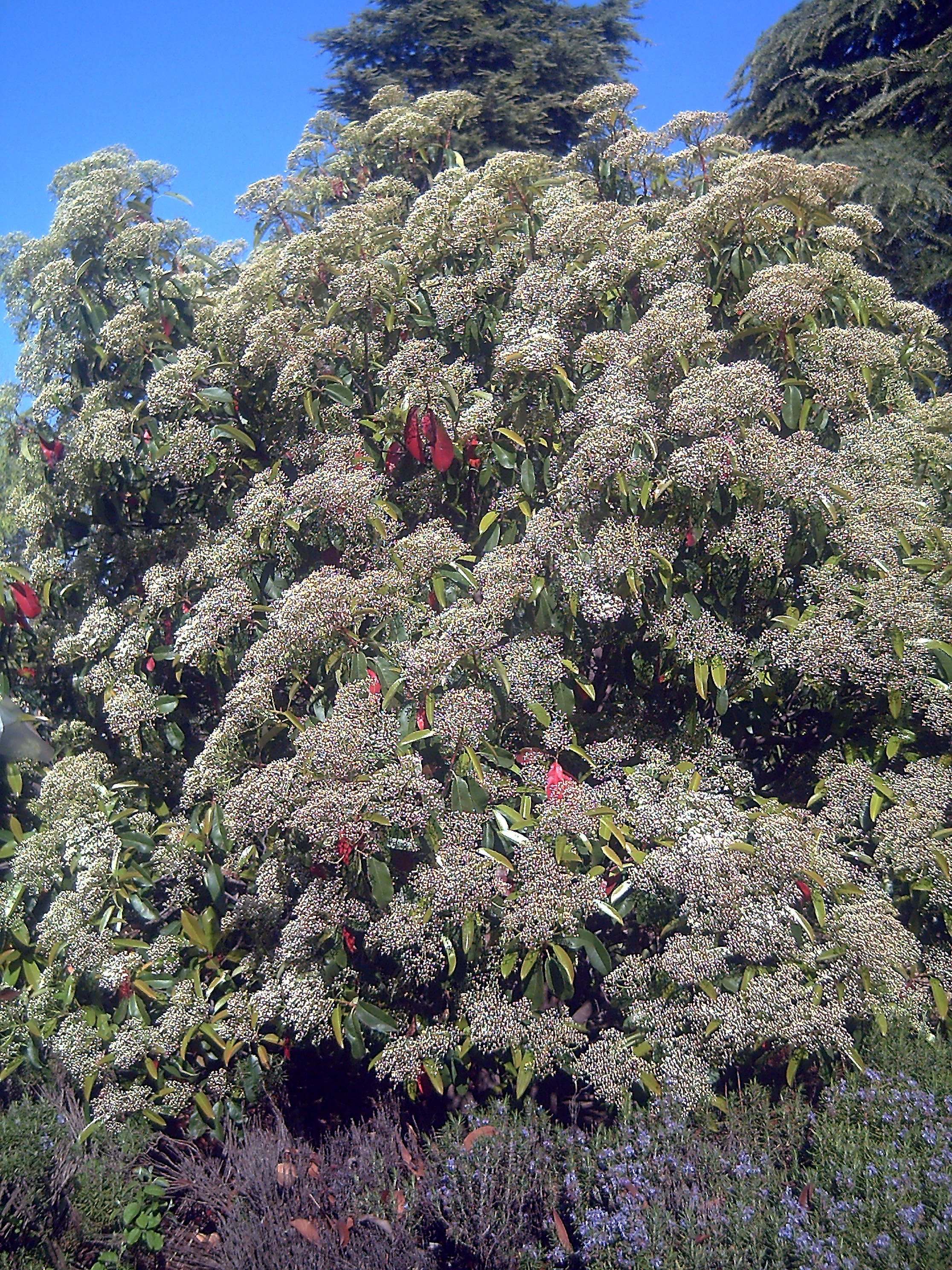 Chinese Photinia