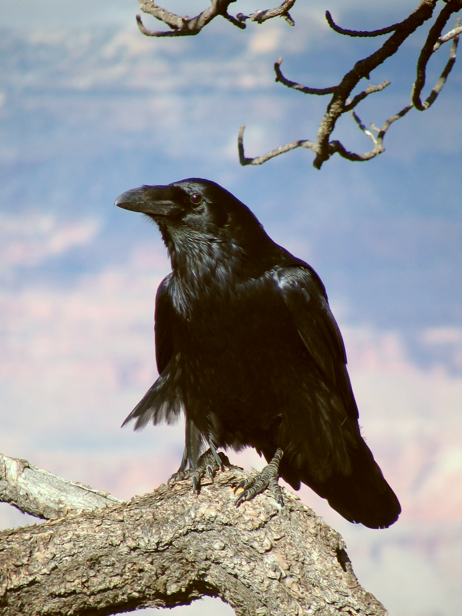 Black Raven 'ZZ'