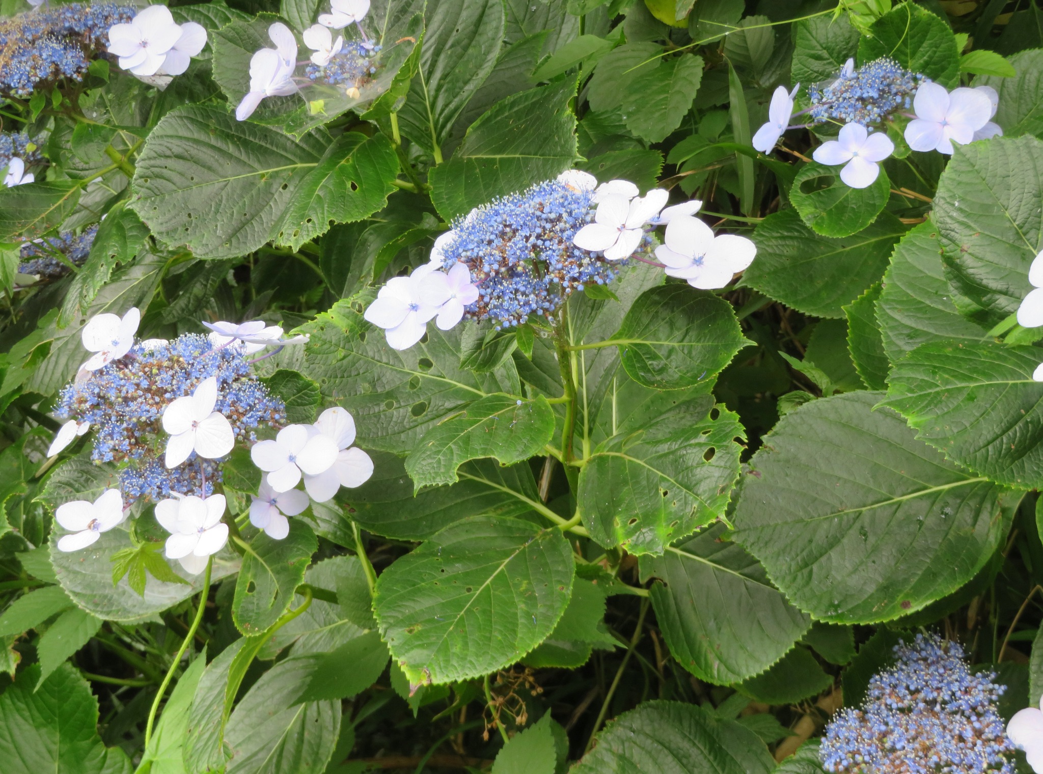 Hydrangea