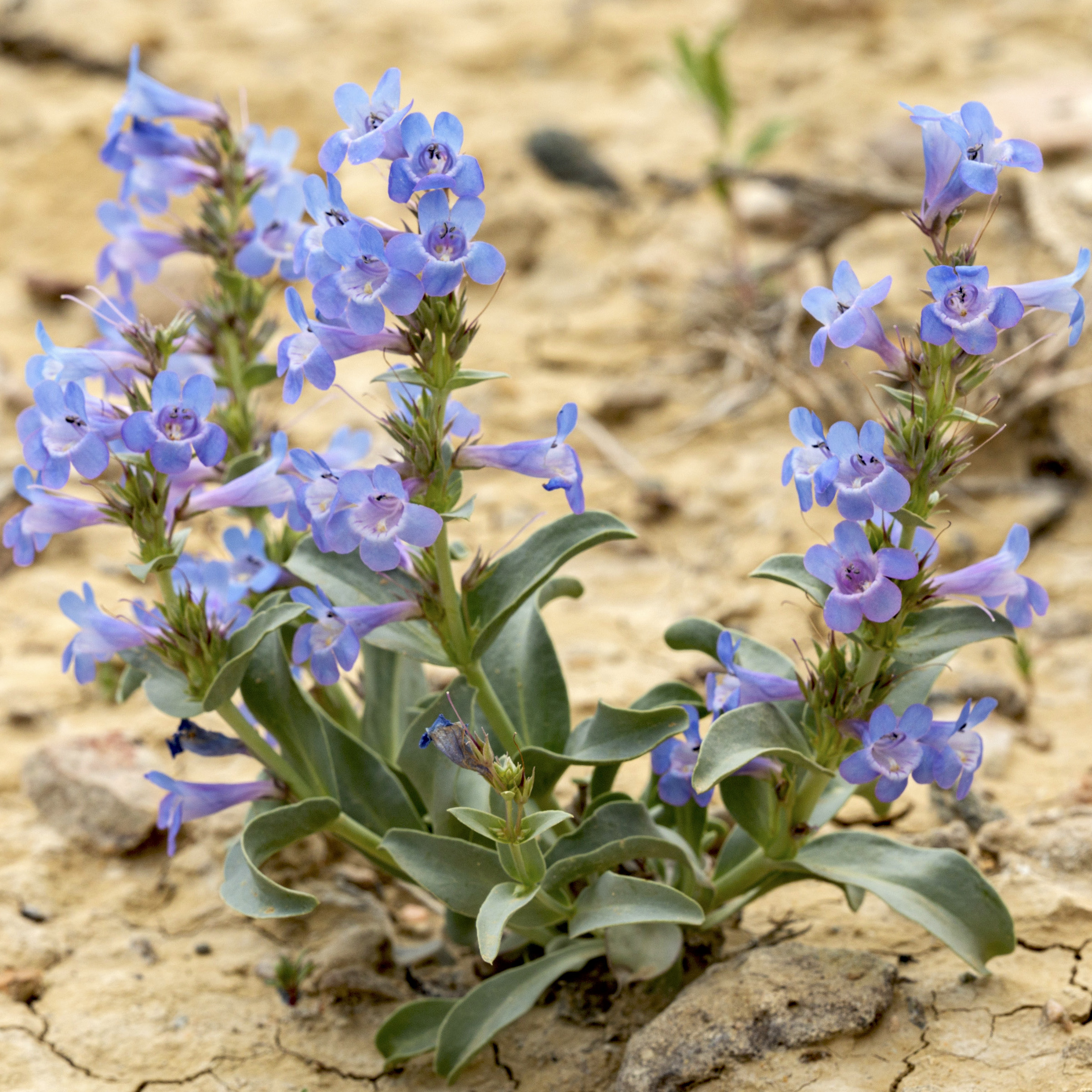 Pensacola Beardtongue