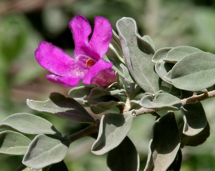 Texas Sage