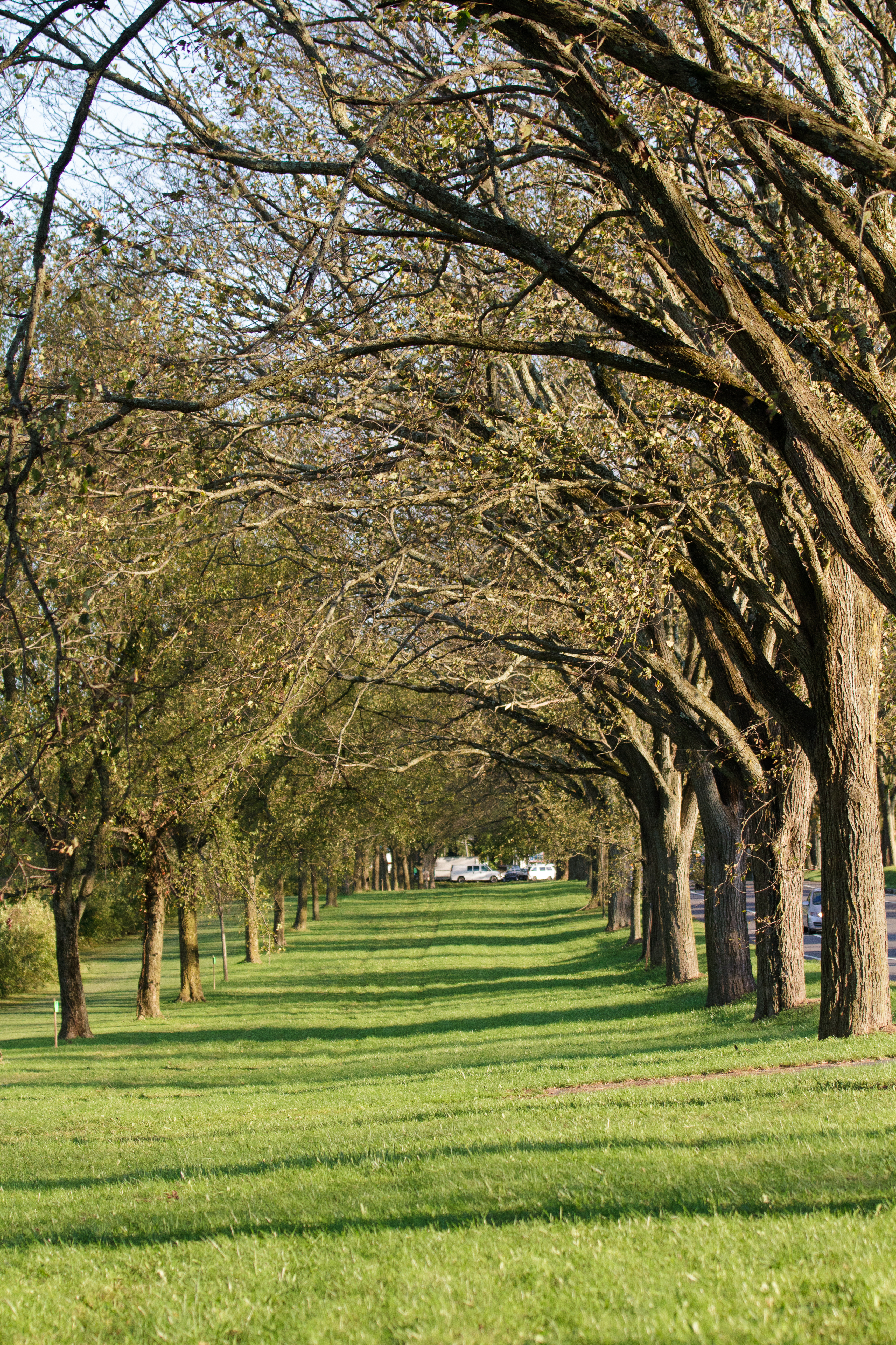 Princeton Elm