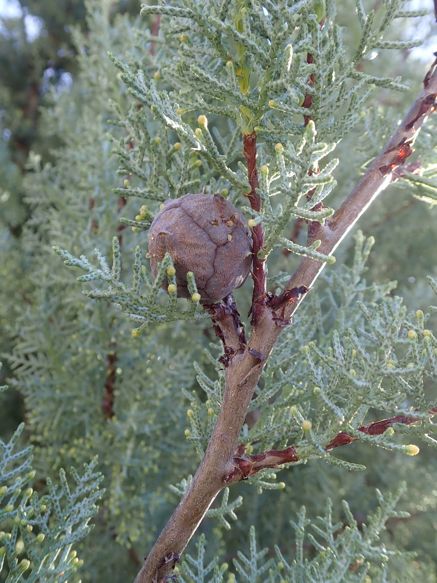 Arizona Cypress